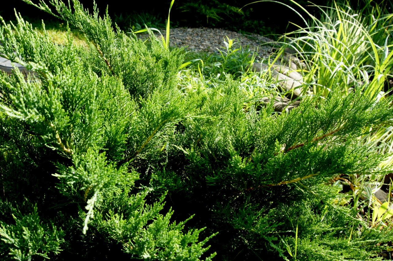 Можжевельник казацкий фото. Можжевельник казацкий Tamariscifolia. Можжевельник казацкий Блю Донау. Можжевельник каз Тамарисцифолия. Можжевельник казацкий тамарисц.