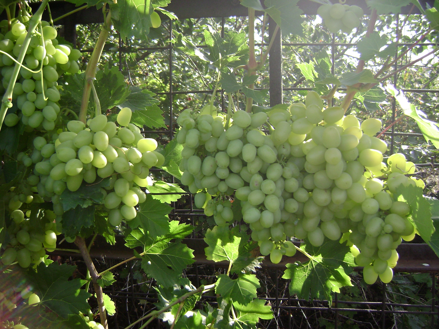 Сорт винограда арочный фото и описание