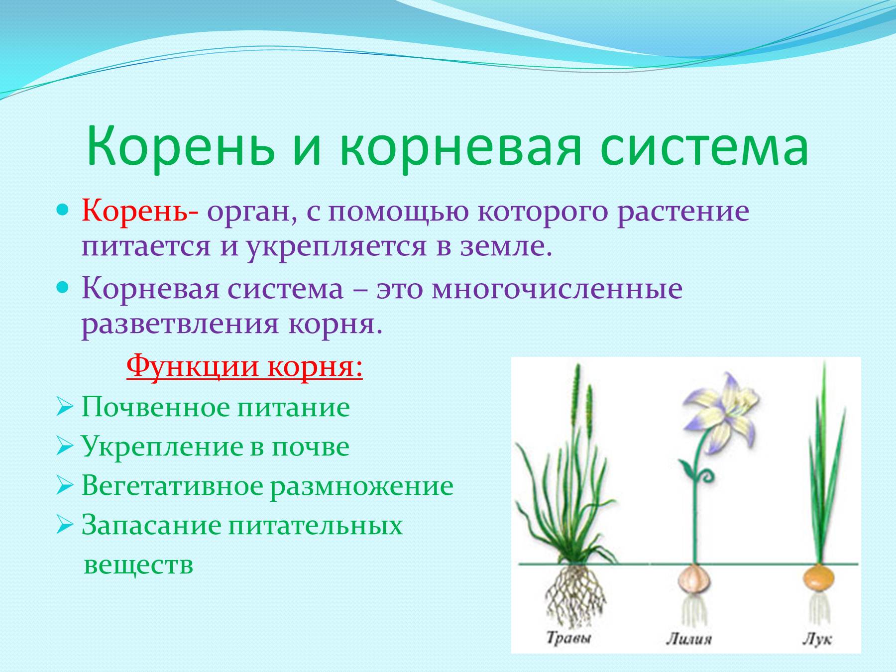 Системы органов растений. Система растений. Органы растений корень. Корневая система органов растений.
