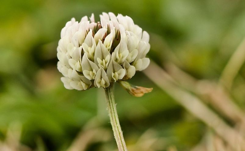 Клевер белый Trifolium repens