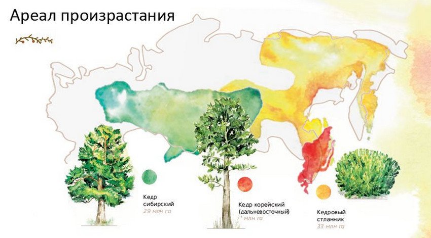 Карта где растет кедр