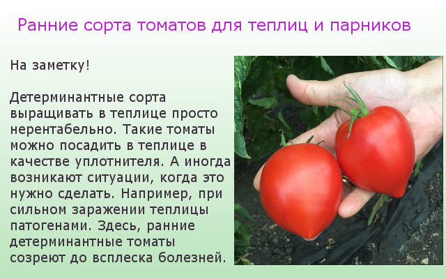 Детерминантный это означает простыми словами. Ультраранние томаты для теплицы. Ранние детерминантные сорта томатов. Ранние сорта помидор для теплицы. Сорта скороспелых помидоров для теплиц.