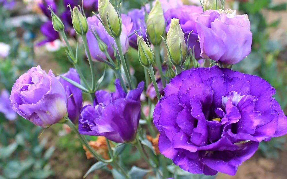 Аустома. Эустома Кармен Лилак. Эустома лизиантус махровая. Эустома (Lisianthus). Эустома Рози Лилак.