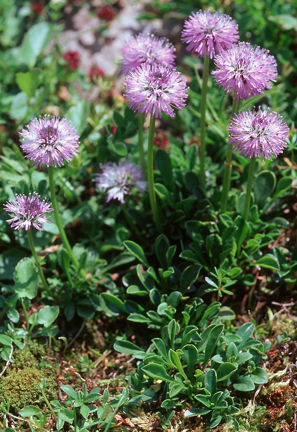 Globularia cordifolia