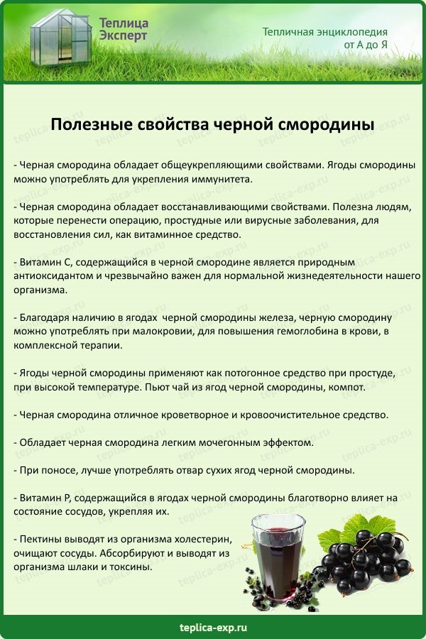 Схема подкормки смородины