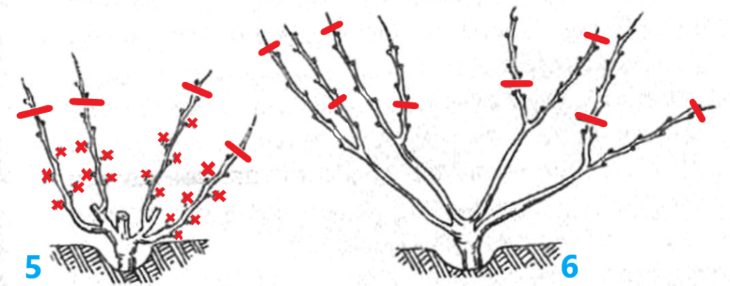 Обрезка старого винограда весной. Виноград веерная формировка куста. Схема обрезки винограда осенью 3 года. Виноградная лоза схема обрезки осенью. Обрезка куста винограда.