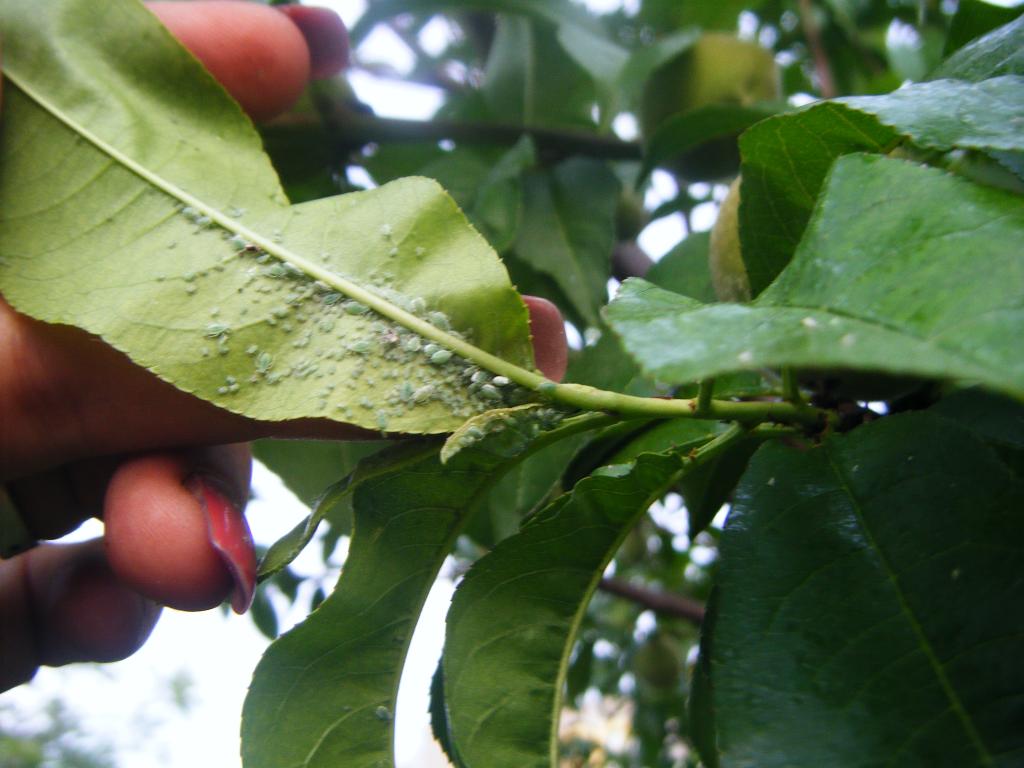 Болезнь листьев персика фото и чем лечить